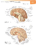 Sobotta Atlas of Human Anatomy  Head,Neck,Upper Limb Volume1 2006, page 344